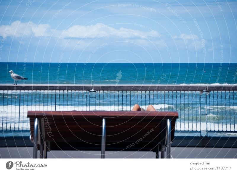 Let your soul dangle on a bench by the sea and a seagull looks at .bench with a view Joy Relaxation Beach Adults Legs 1 Water Clouds Summer Beautiful weather