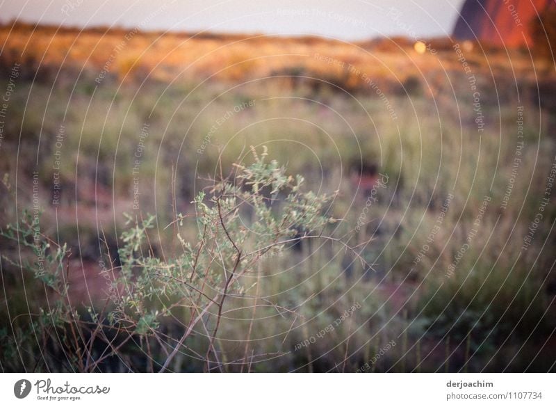 Pure nature, rare shrubs and herbs at the Urulu ( Ayers Rock ) Northern Territory. Australia. Joy Calm Trip Plant Bushes Wild plant Outback Deserted Observe