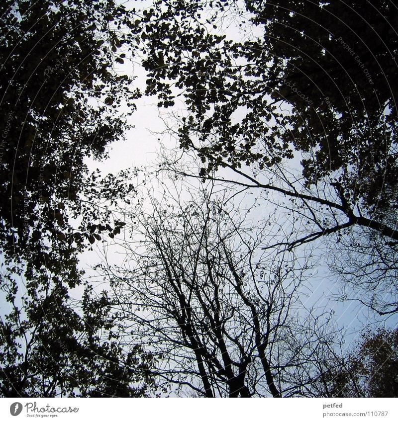 Treetops VII Autumn Forest Leaf Winter Black White Under Clouds Sky Branch Twig Nature Blue Shadow Tall To fall Wind