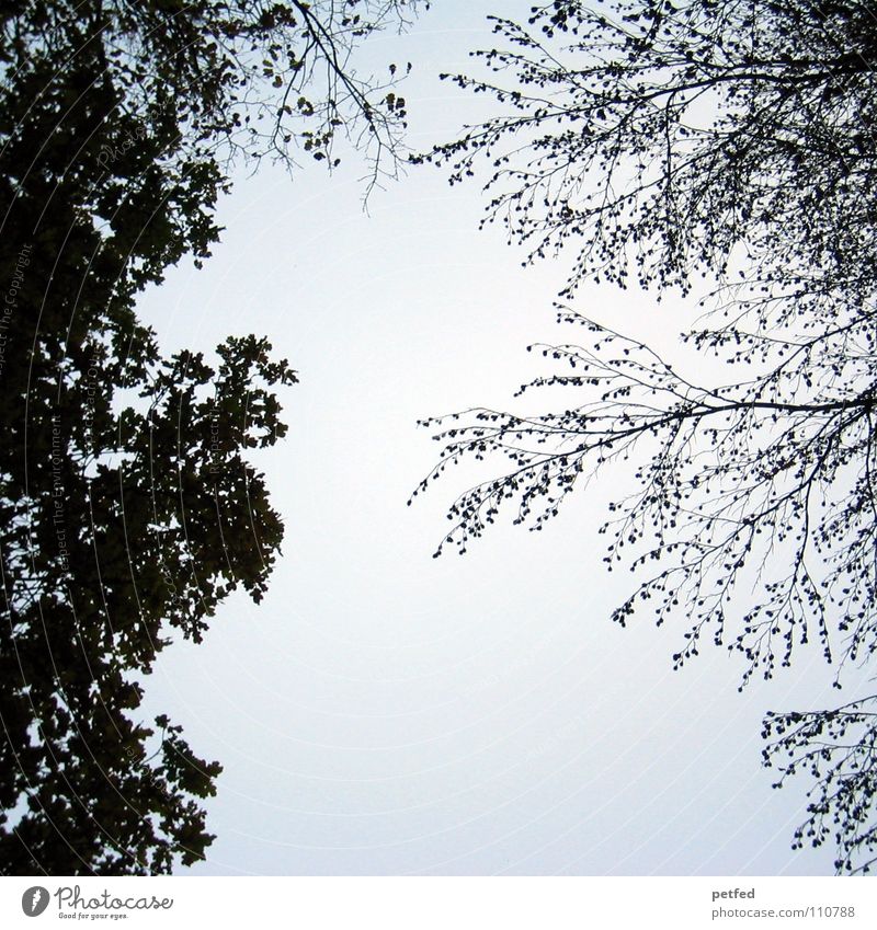 Treetops VIII Autumn Forest Leaf Winter Black White Under Clouds Sky Branch Twig Nature Blue Shadow Tall To fall Wind