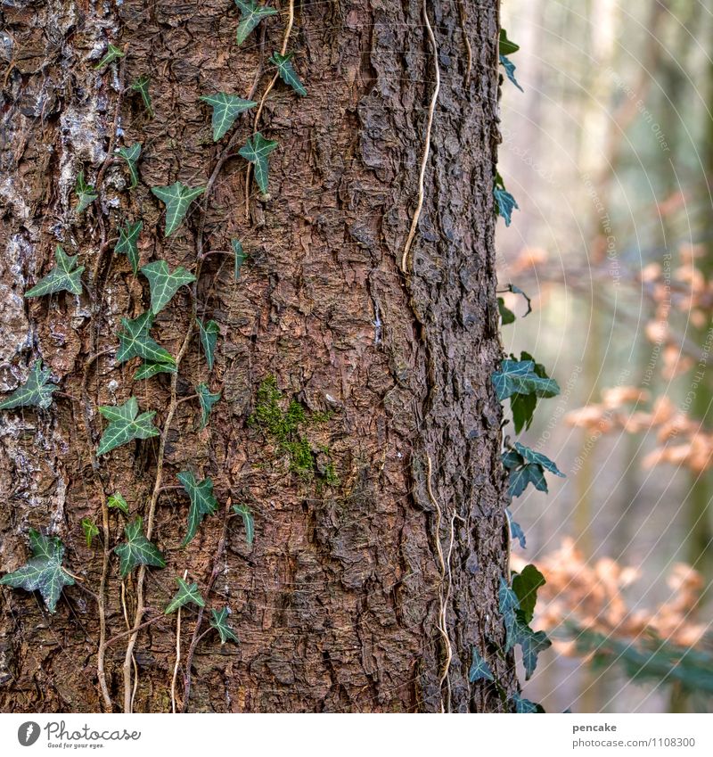 lifelines Nature Elements Spring Plant Tree Forest Sign Success Natural Green Relationship Contact Life Attachment Ivy Tree bark Tree trunk To hold on Tendril