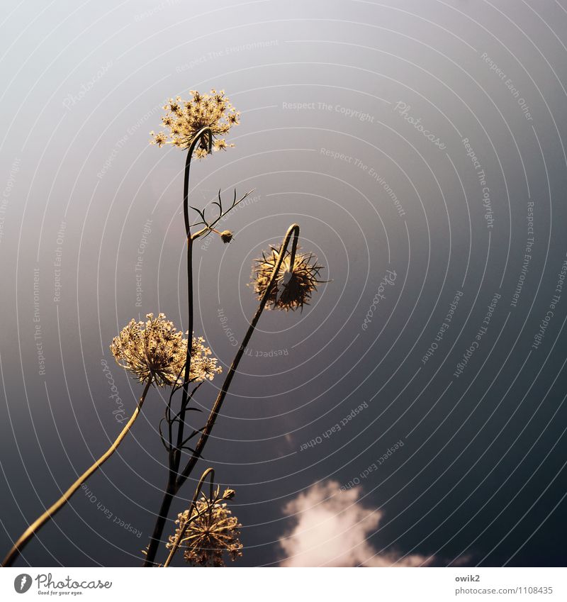 yarrow Environment Nature Plant Sky Clouds Climate Beautiful weather Bushes Common Yarrow Growth Colour photo Subdued colour Exterior shot Close-up Detail