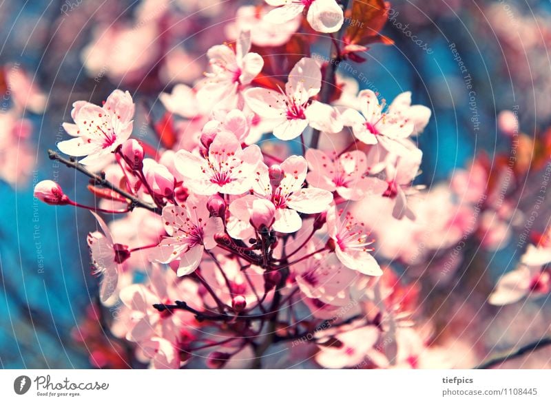 cherry blossom Spring Jump Retro Pink Cherry tree Cherry blossom Twig Blue Macro (Extreme close-up) Blossom Blossoming optimistic Branch Subdued colour