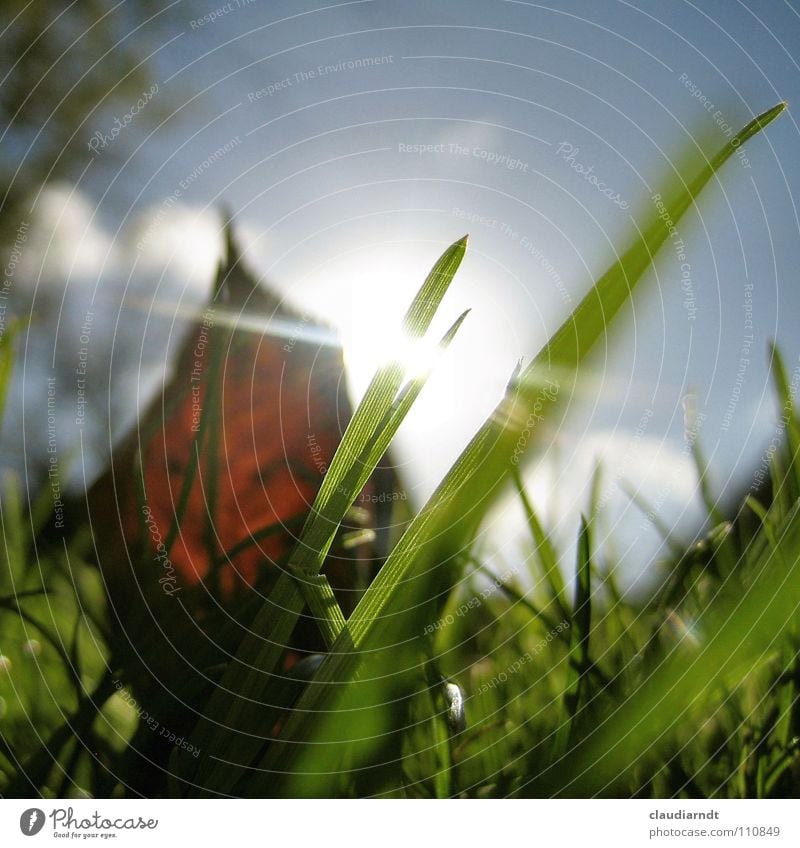 Beetle's awakening Meadow Grass Blade of grass Green Sunbeam Light Dazzle Autumn Leaf Transparent Worm's-eye view Small Perspective Morning Wake up Fresh Lawn