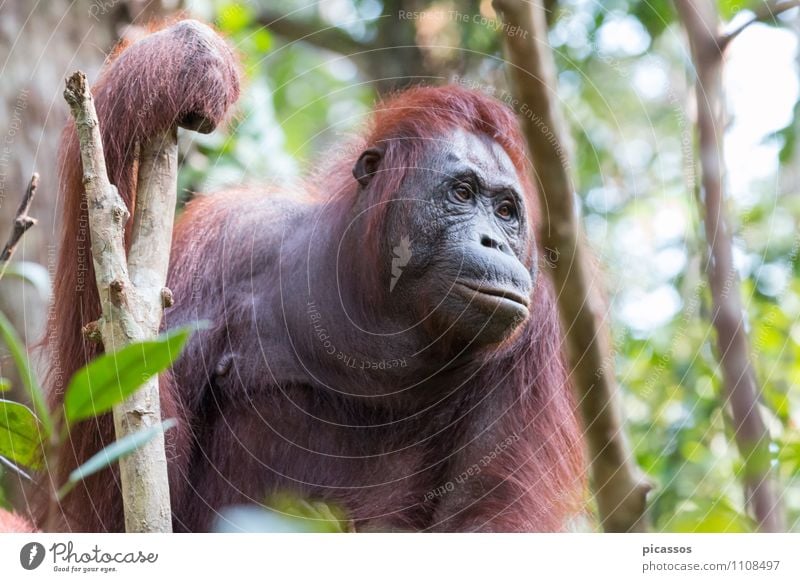 Orang Utan in the rainforest Wild animal Animal face Orang-utan 1 Adventure Indonesia Asia Borneo Virgin forest Colour photo Exterior shot Deserted Day