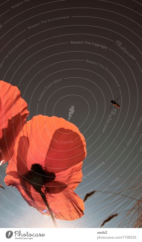 flight lane Environment Nature Cloudless sky flowers Poppy Poppy blossom Poppy leaf Animal Bee Flying Colour photo Exterior shot Close-up Detail Deserted