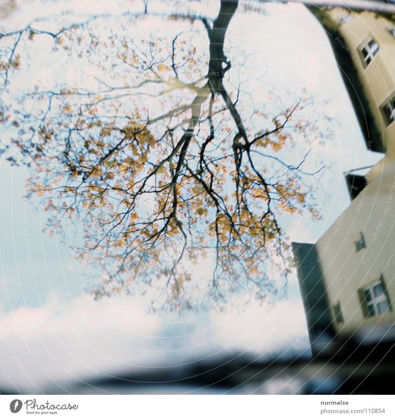 root branch Reflection Autumn House (Residential Structure) Windscreen wiper Yellow Mirror image Sky Tree Transience Window pane Leaves bare Blue Branch Free