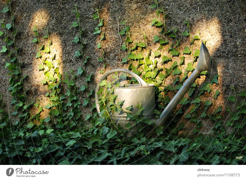 enchanted Gardener Gardening Plant Ivy Wall (barrier) Wall (building) Jug Watering can Metal Mysterious Jinxed Sunbeam zinc zinc-plated Overgrown Colour photo