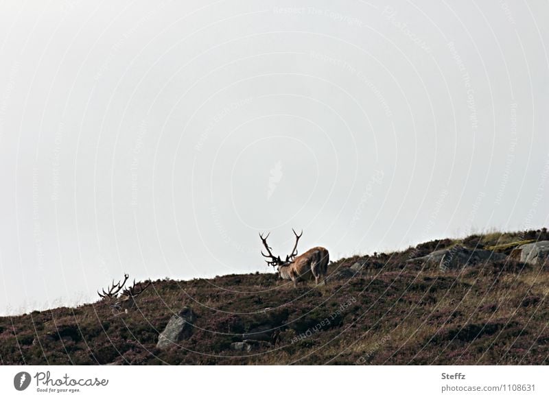 free over the Hills in Scotland Red Deer Scottish nature Nordic Nordic nature Summer in Scotland Nordic romanticism Scottish summer grey sky Poetic