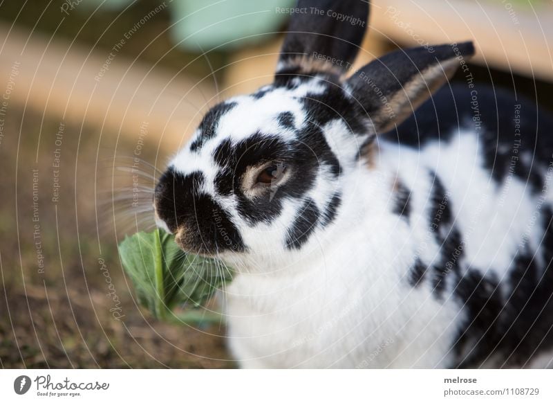 meal Lettuce Salad Easter Nature Spring Grass Salad leaf Meadow Animal Pet Rodent Pygmy rabbit Mammal Hare & Rabbit & Bunny 1 hare spoon To feed To enjoy