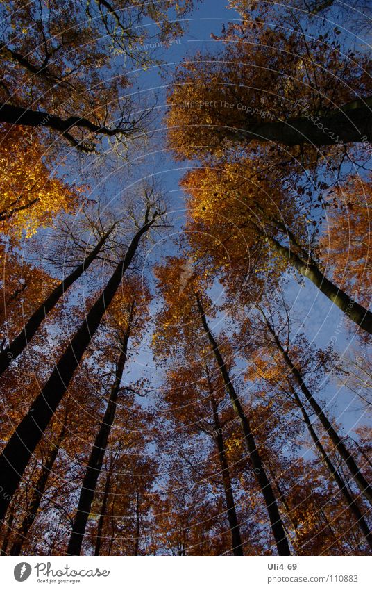 Book in autumn Autumn Tree Autumnal colours Yellow Vertical Colour Beech tree Gold