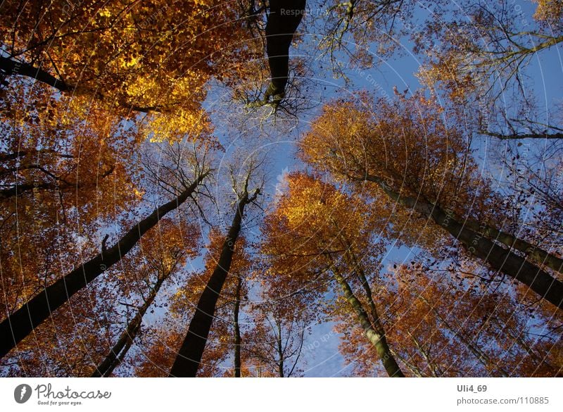 Treetops in autumn Autumn Leaf Yellow Beech tree Gold color