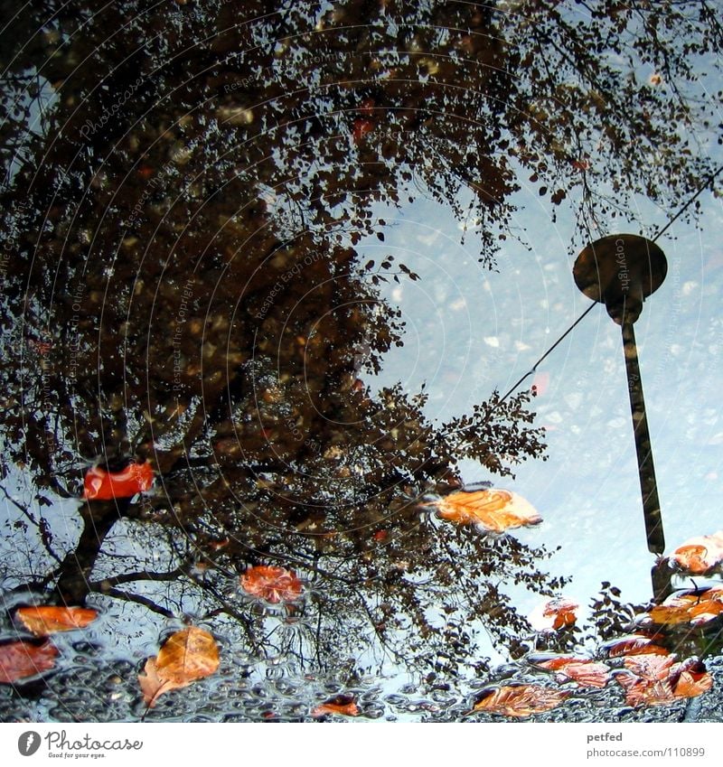 Autumn puddle I Tree Winter Street lighting Leaf Brown Gray Black Clouds White Seasons Water Rain Weather Orange Twig Branch Sky Blue