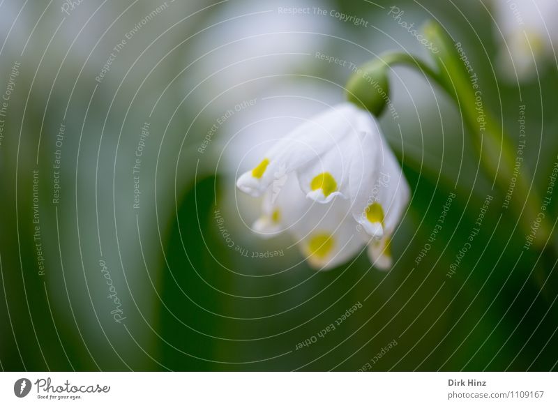 March Cup I Environment Nature Plant Spring Blossom Wild plant Fresh Yellow Green White Spring snowflake Spring flower Spring colours Garden Hope Anticipation