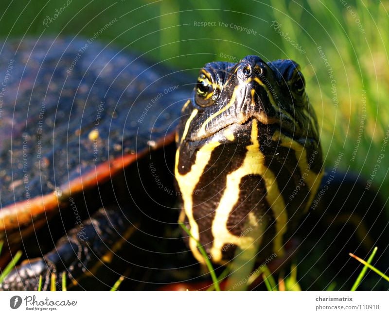 The armoured Elsbeth Turtle Macro (Extreme close-up) Green Nature Armor-plated Close-up Looking