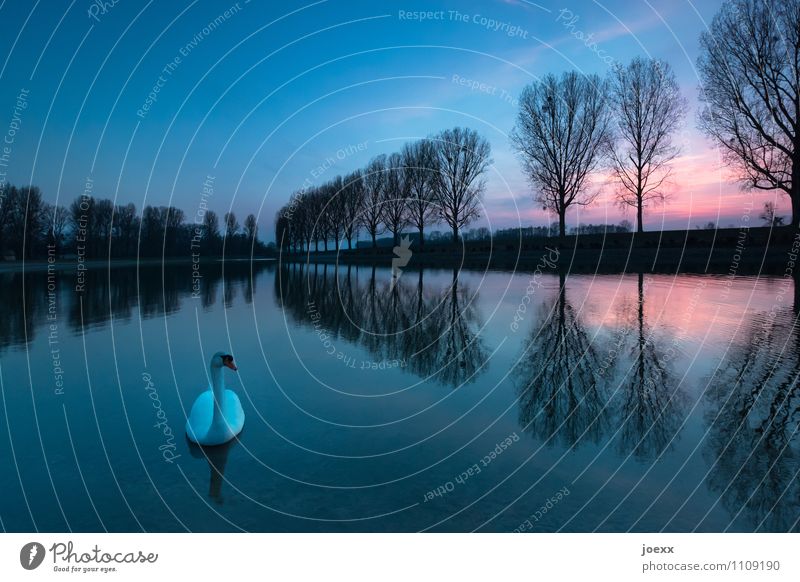 on one's own Landscape Sky Sunrise Sunset Autumn Beautiful weather Tree Lake Wild animal Swan 1 Animal Swimming & Bathing Blue Orange Black White Patient Calm