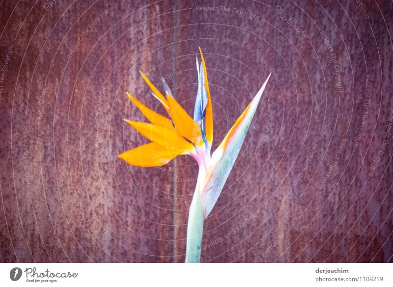 A flower with a yellow blossom stands in front of an iron plate. Elegant Calm Trip Summer Garden Plant Beautiful weather Queensland Australia Small Town Flower