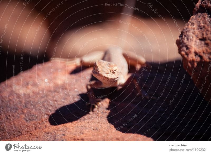 A red gecko rests in the penumbra on the red rock in Kings Canyon. Elegant Harmonious Leisure and hobbies Trip Nature Earth Cloudless sky Summer