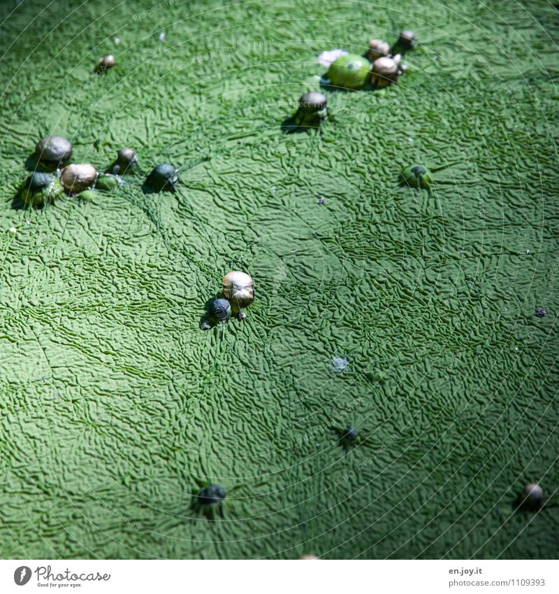 green Nature Plant Algae Pond Slimy Green Bizarre Colour Stagnating Environment Growth Sphere Seed Marsh Lakeside Water lentil Biology Nature reserve