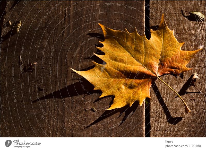 and the shadow Garden Nature Autumn Leaf Brown Yellow Colour lkpro colori marrone natur foglia giardino wood legno ombra assi board Axle giallo autunno fall