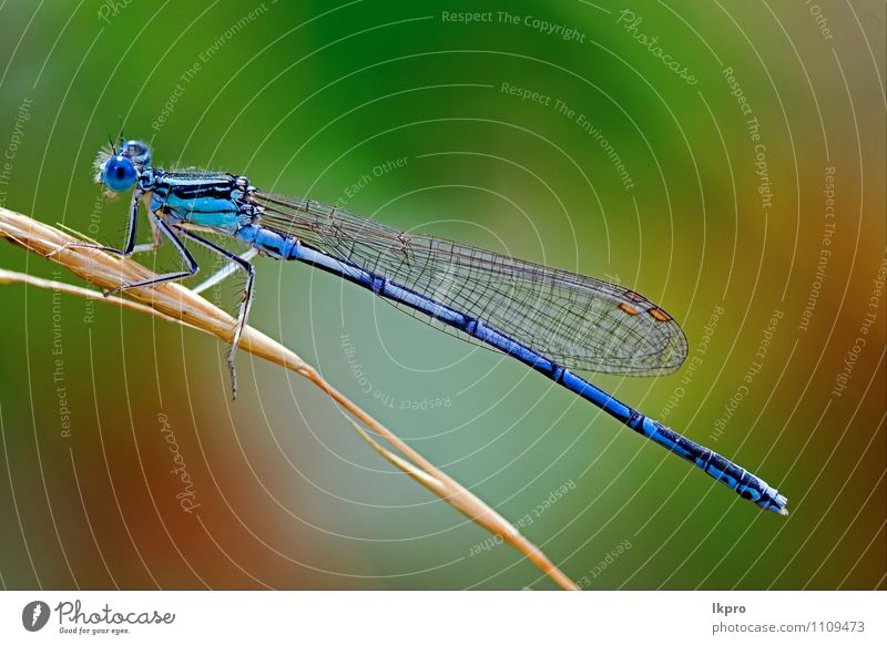 Coenagrionidae dragonfly Paw Yellow Green Colour lkpro yellow dragonfly colori libellula odonati Narrow-winged damselfly giallo verde appoggiato riposo Rest