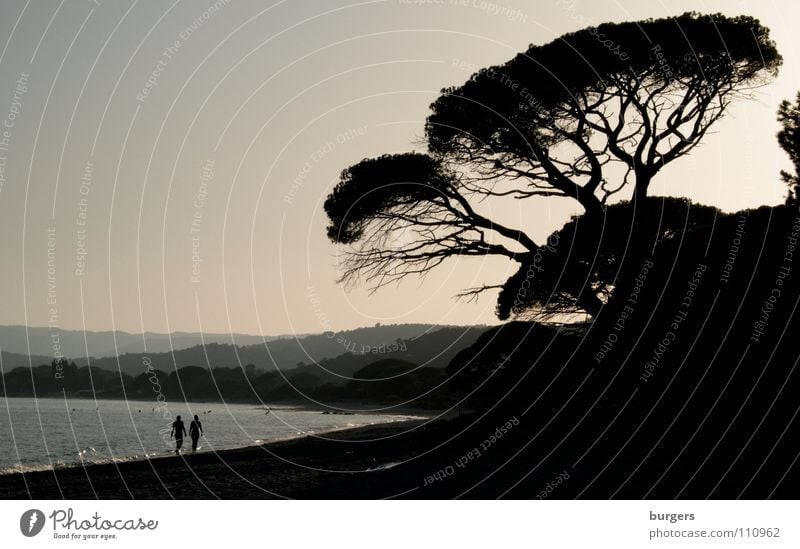 pine grove evening Ocean Beach Corsica Tree Stone pine To go for a walk Hill Waves Calm Dusk Autumn Harmonious France Coast Sand Bay Mediterranean sea