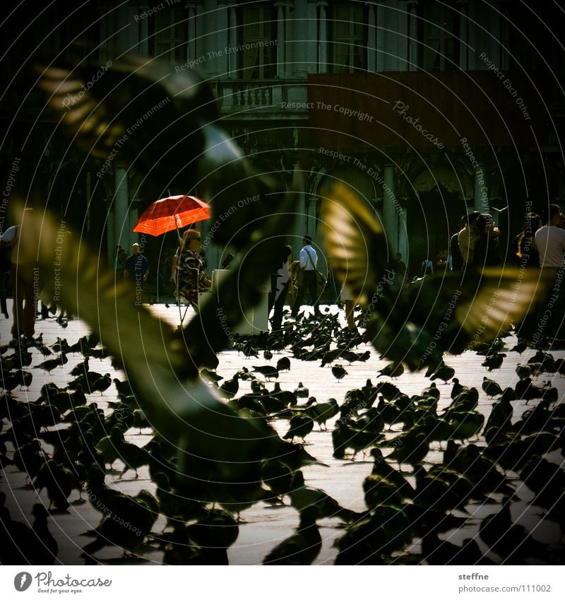 dovecote Pigeon Bird Disgust Sunshade Feed Feeding Red Black White Yellow Places St. Marks Square Trafalgar Square Venice London Tourist Judder Italy England