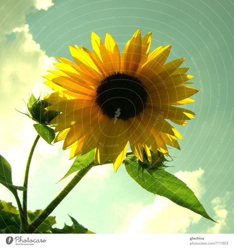 sunflower Sunflower Happiness Autumn Flower Clouds Light Lighting Summer Yellow Back-light Evening sun Green Dusk Moody Landscape Sky Blossoming Blue