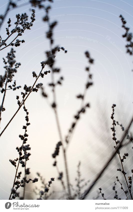 Good morning Sunrise Morning Delicate Plant Branchage Branched Faded Bulb Bushes Moody Virgin forest Machete Worm's-eye view Botany Fear Panic Autumn Frost Rope