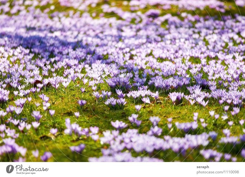 Crocus Stamen Flower Blossoming Flower necklace Plant Saffron Romance Spring Bouquet Easter Meadow Odor Floral Blossom leave Nature Garden Cute Small Fresh