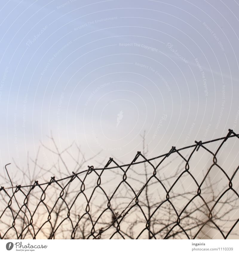 In front and behind Environment Sky Winter Tree Wire netting Wire netting fence Blue Gray Black Protection Fence Border Safety Subdued colour Exterior shot