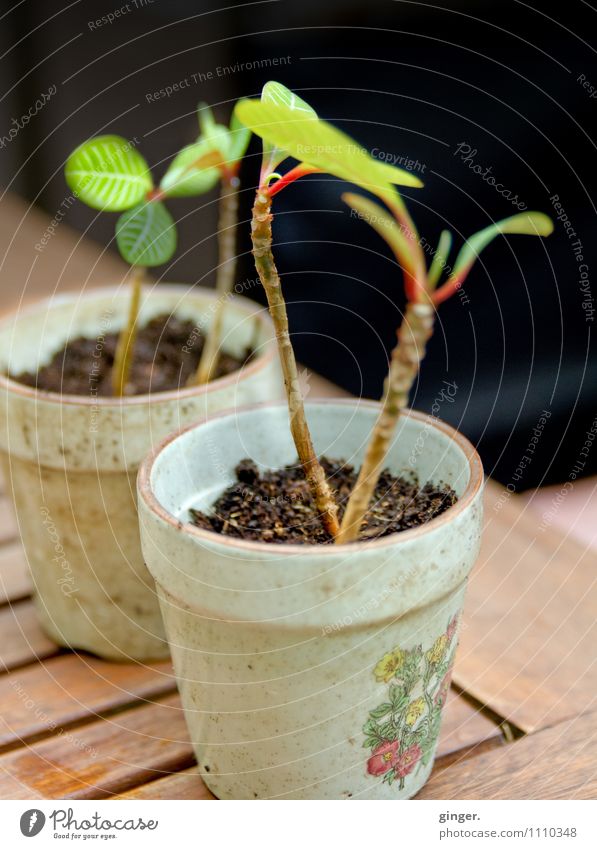 Delicate plants Nature Plant Leaf Foliage plant Brown Green Black Pot Pot plant Plantlet implanted Growth Beige Small Table 2 Multiple Flowerpot Potting soil