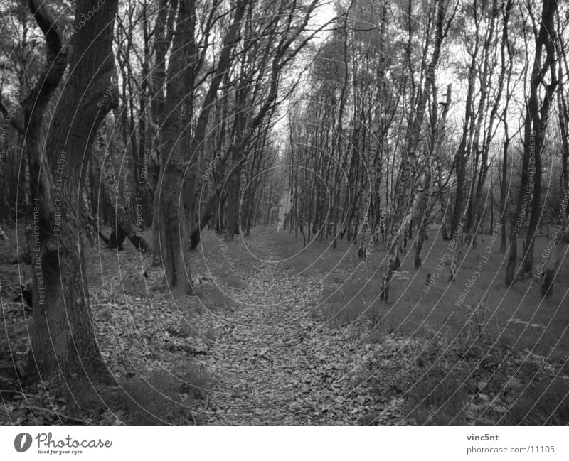 Forest road-bw Fairy tale Nature Lanes & trails Black & white photo