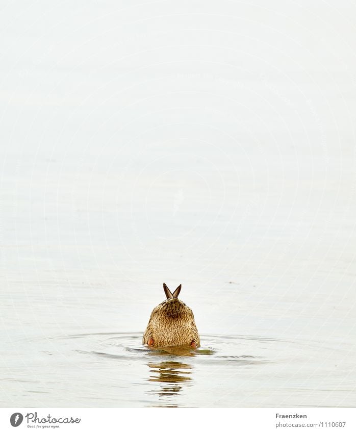 Diving duck Animal Water Coast Lakeside Beach Baltic Sea Wild animal Duck 1 Eating Swimming & Bathing Dive Humor Colour photo Subdued colour Exterior shot