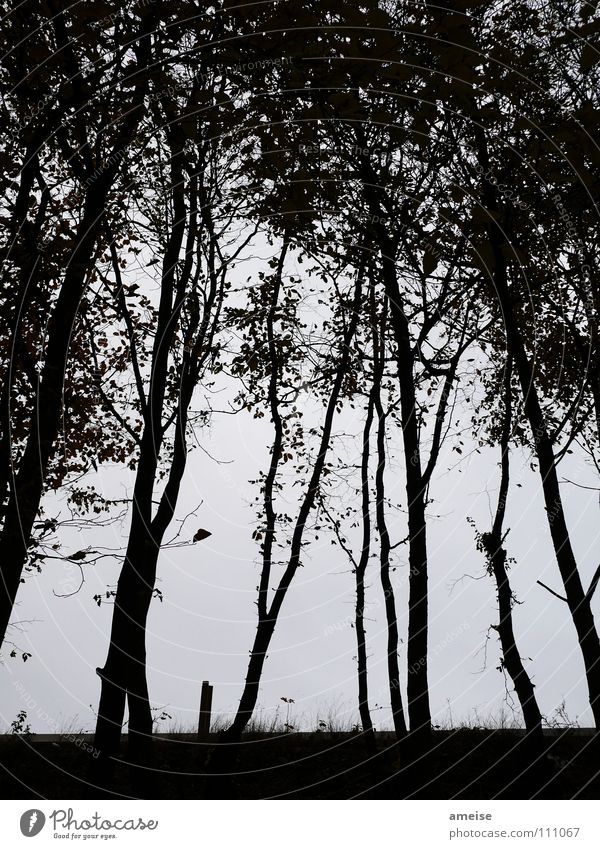 many small trees Tree Leaf Dark Grass Evening Fog Calm Loneliness Black Black & white photo Autumn Contrast s-bahnline Beautiful weather Early fall Fear Nature