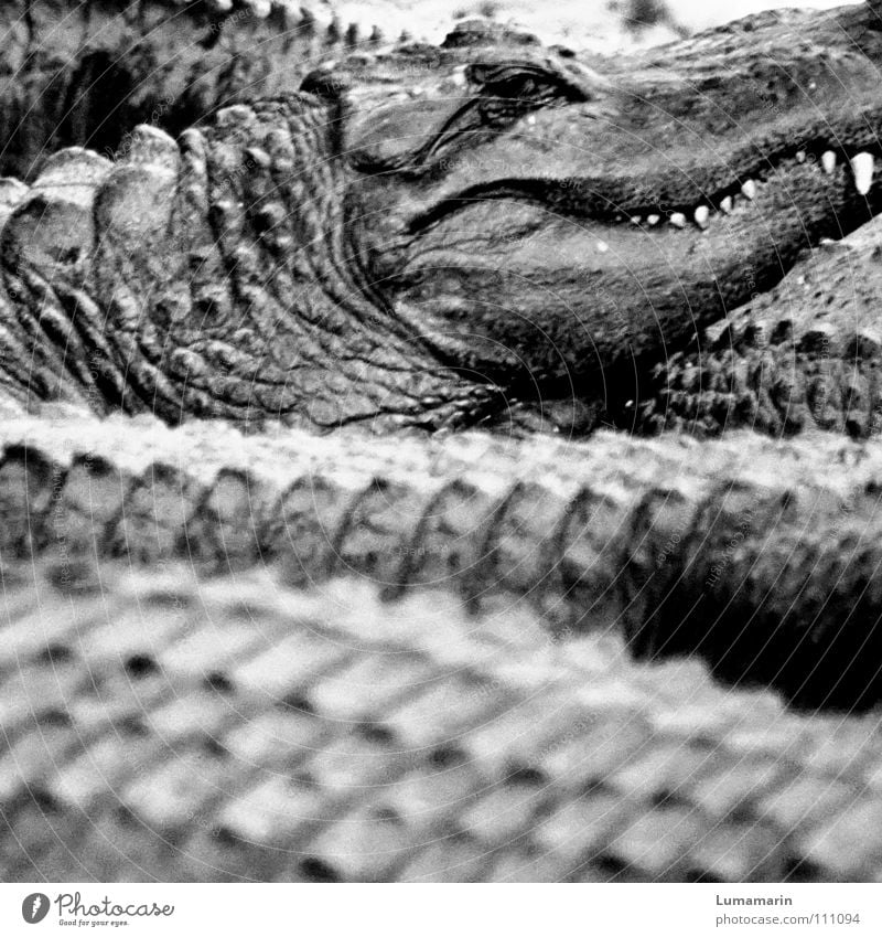 family affair Alligator Crocodile Reptiles Accumulation Heap Watchfulness Observe Dangerous Threaten Slowly Calm Motionless Serene Sublime Eerie Creepy Arrogant