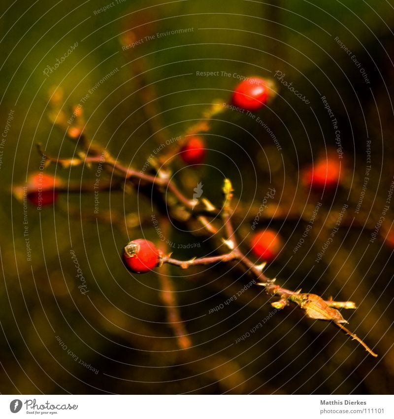 rose hips Bushes Plant Botany Autumn Painting and drawing (object) Painted Red Arrangement Unclear Blur Rose Dog rose Food Vitamin Delicious Jam Thorny Think