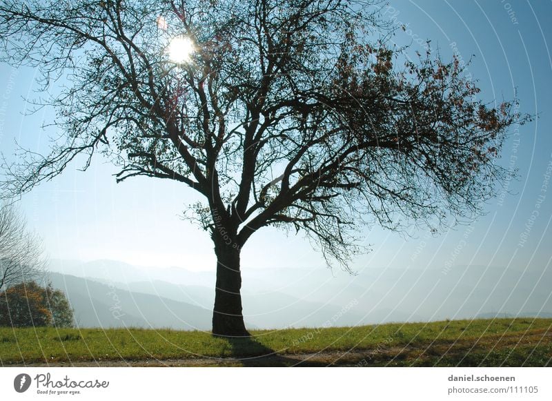 picnic area Light Sunbeam Back-light Meadow Tree Autumn Beautiful Green Hill Black Forest Celestial bodies and the universe Blue Sky Fog Nature Exterior shot