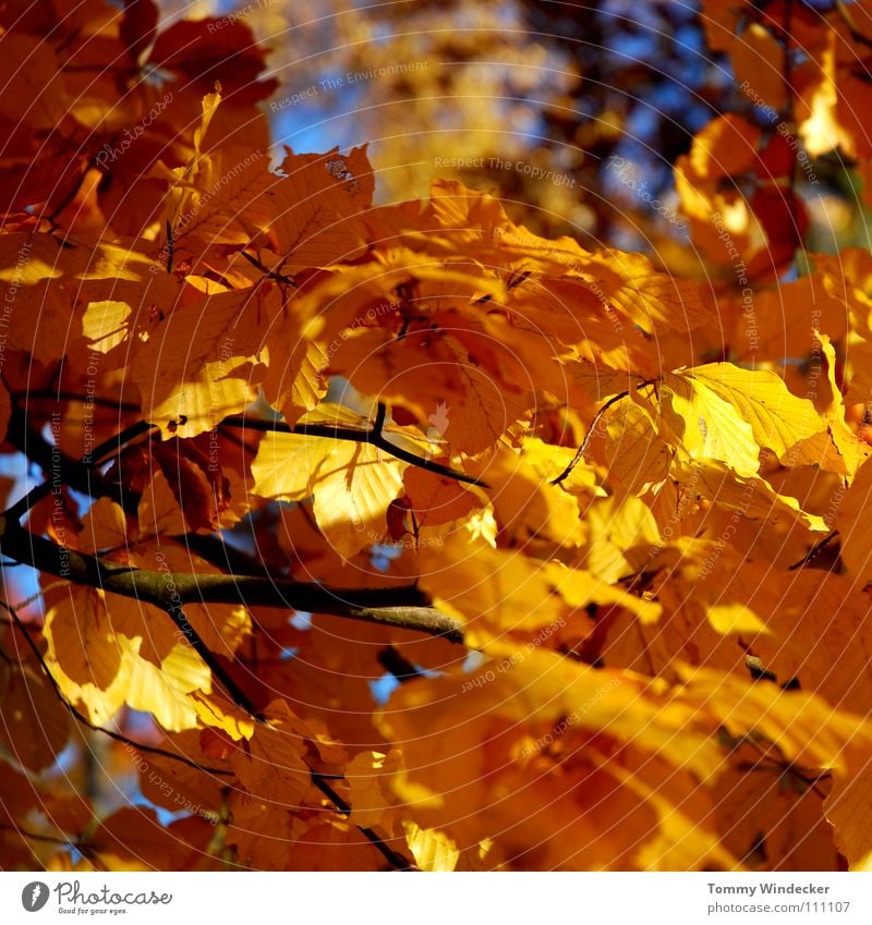 Gold Leaf II Autumn October November Tree Forest Multicoloured Yellow Plant Seasons Autumnal colours Brown Autumn leaves Automn wood Deciduous tree Oak tree