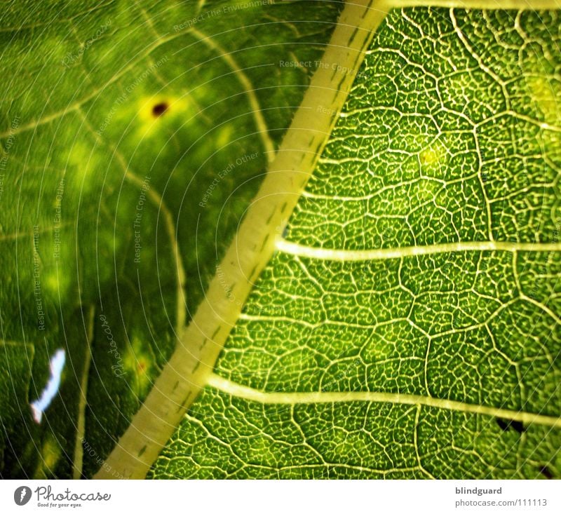 Structure to Blur Soft Leaf Physics Fine Branchage Sunflower Green Plant Biology Fresh Grass green Juicy Gardener Summer Perspective Tendril Flourish Growth