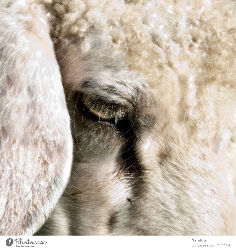 100 thoughts... Ear Animal Pelt Sadness Cuddly Soft White Sheep Curly Lop ears Baaa Mammal Wooly Eyes Colour photo Subdued colour Exterior shot Detail Deserted