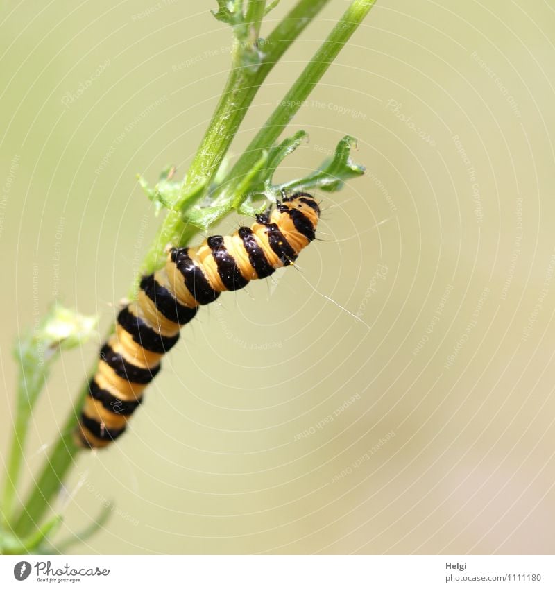 in tiger duck dress... Environment Nature Plant Summer Beautiful weather Leaf Wild plant Stalk Meadow Animal Wild animal Caterpillar Cinnabar moth 1 To feed