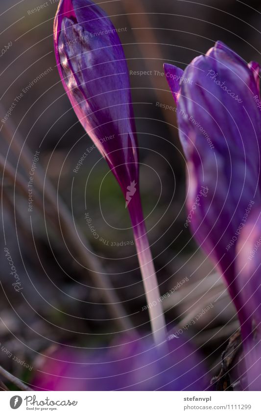 crocus Environment Nature Plant Spring Flower Blossom Wild plant Violet Crocus Colour photo Exterior shot Close-up Macro (Extreme close-up) Deserted Evening