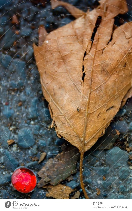 autumn decoration Environment Leaf Brown Gray Red Autumn leaves Minerals Jewellery face Ground Asphalt Dry Rough Stone Broken Under Lie Round Old Furrow