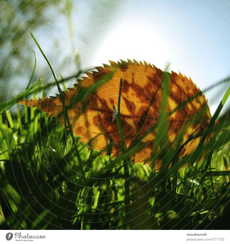 leaf hedgehog Leaf Autumn Green Meadow Grass Warm light X-rayed Blade of grass Fresh Worm's-eye view Hedgehog Thorny Lawn Macro (Extreme close-up) Dappled Point