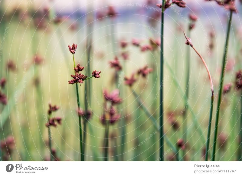 Flowers in the field Far-off places Freedom Plant Earth Spring Summer Climate Weather Beautiful weather Bad weather Grass Blossom Foliage plant Garden Meadow