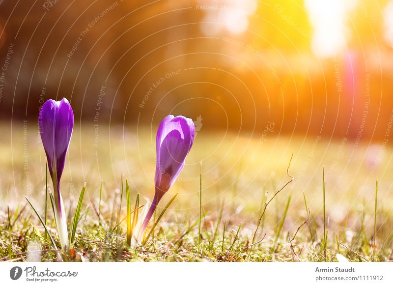 Crocus - Sun - Spring Harmonious Contentment Valentine's Day Mother's Day Easter Nature Landscape Plant Sky Sunrise Sunset Sunlight Flower Grass Park Meadow