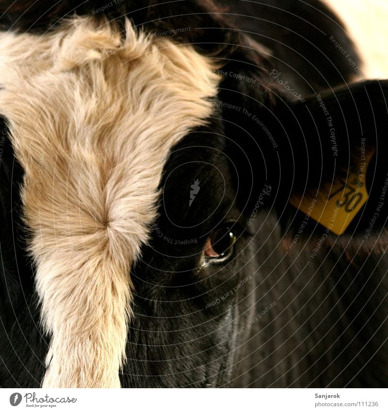 Come to the fence and I'll lick your hand off. Cow Animal portrait Eyes Pelt Farm animal Beautiful Mammal pale ear hole Earring Signs and labeling Pasture