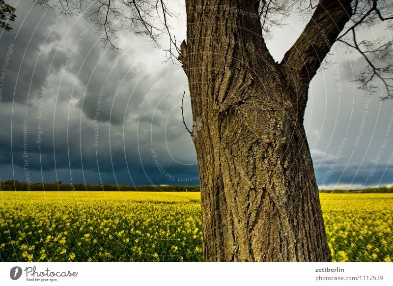 Tree, rape, thunderstorm Trip Spring Thunder and lightning Sky Park Tourism Weather Clouds Canola Field Canola field Agriculture Tree trunk Horizon