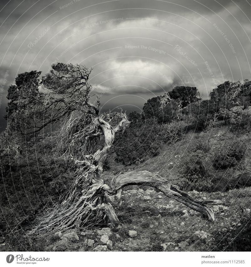 resistance Nature Landscape Plant Sky Clouds Storm clouds Horizon Weather Wind Tree Grass Bushes Forest Hill Rock Mountain Ocean Deserted Fight Growth Black